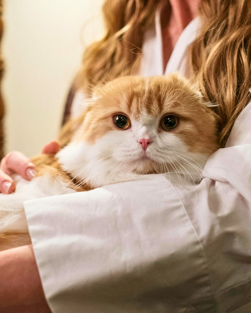 La forma más fácil de hacer que tu gato beba más agua cada día